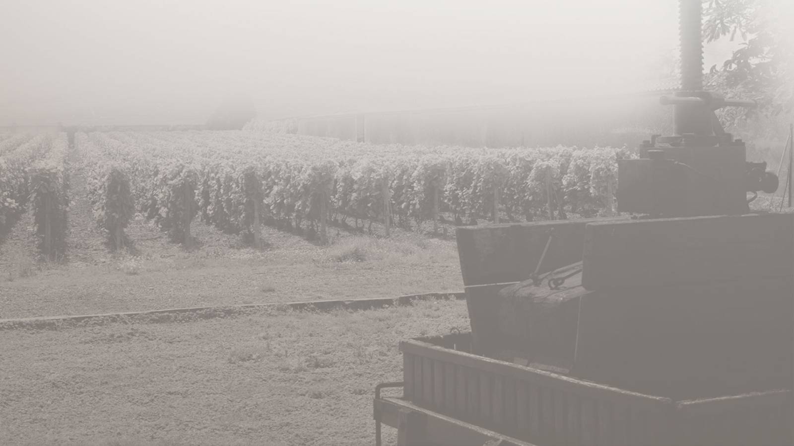Photo en sepia de vignes du champagne Paul Sadi avec un ancien pressoir à raisin