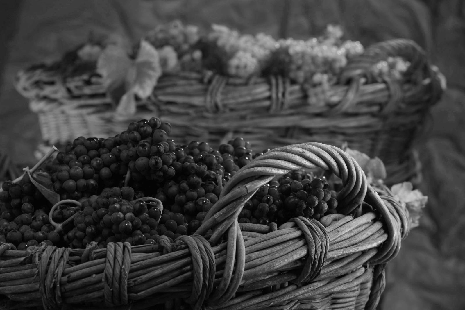 Photo en noir et blanc d'un panier en osier rempli de raisin après les vendanges