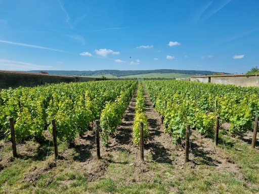 Parcelle de vignes Le Clos Virgile dont est issu une des cuvées Paul Sadi