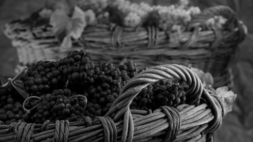 Photo en noir et blanc d'un panier en osier rempli de raisin après les vendanges